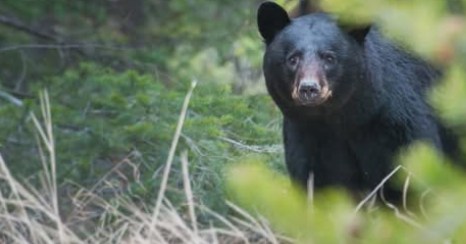 Naples, FL – In a Tragic First, Florida Wildlife Officials Investigate State’s First Fatal Black Bear Attack on a Human