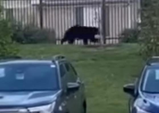 Tragic Loss on Vietnam Veterans Parkway: Juvenile Black Bear Struck and Killed in Gallatin